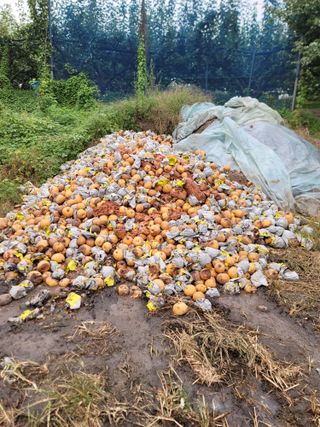 장재농원 최재석님의 자유주제 · 자유게시판 작성글 사진