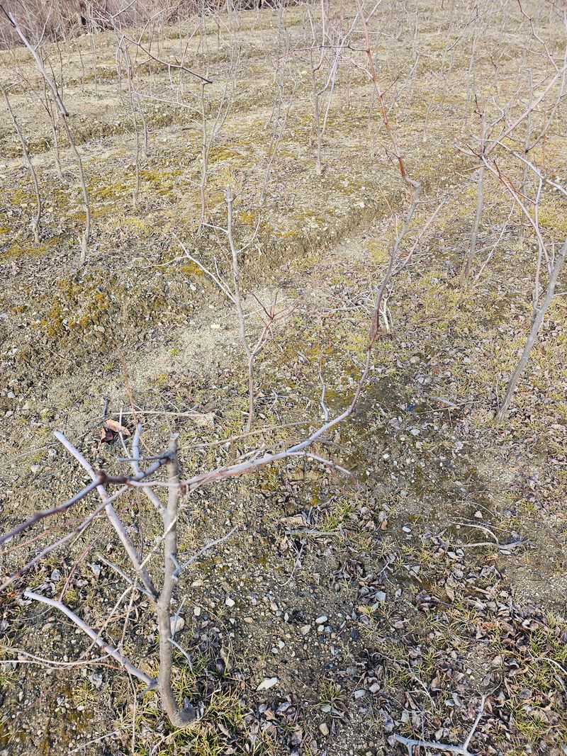 뿌리묘목농원님의 장터 판매 상품 [사과대추 3년생 분묘 ] 첨부 사진