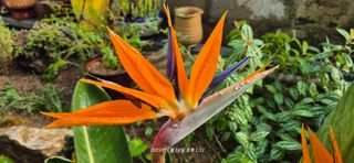 달맛햇복숭아농원님의 자유주제 · 사진전 작성글 사진