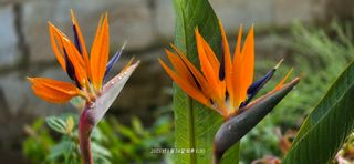 달맛햇복숭아농원님의 자유주제 · 사진전 작성글 사진