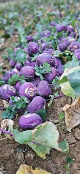 팜모닝 농지취득규제, 완화 찬성 vs 완화 반대·참여글 게시글 이미지