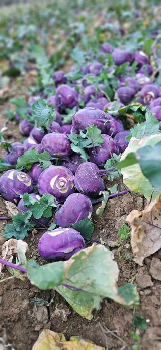 김화석님의 농지취득규제, 완화 찬성 vs 완화 반대 · 참여글 작성글 사진