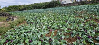 김화석님의 농지취득규제, 완화 찬성 vs 완화 반대 · 참여글 작성글 사진