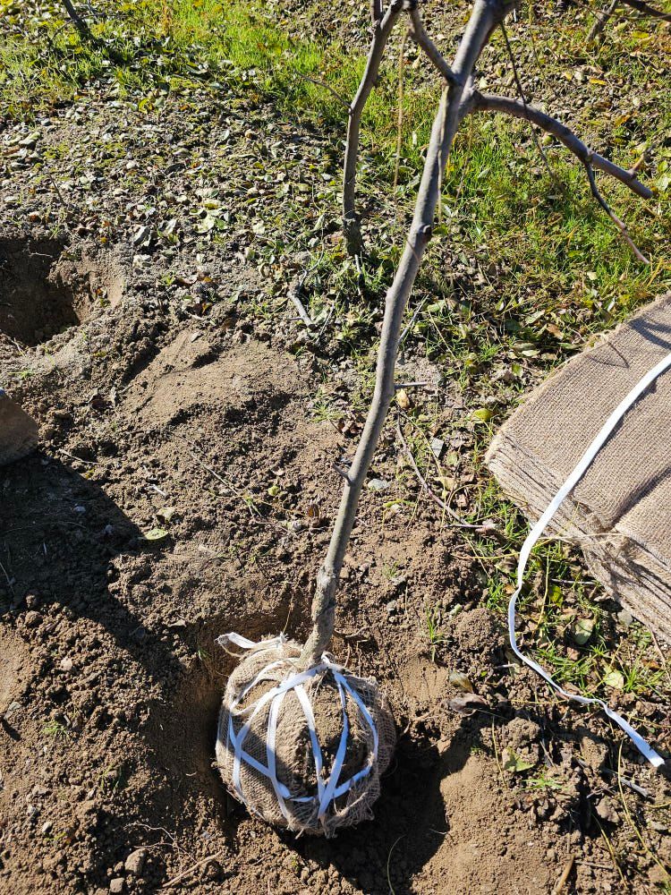 뿌리묘목농원님의 장터 판매 상품 [사과대추 3년생 분묘 ] 첨부 사진