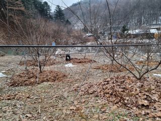 고봉농원 김경수님의 나만의 건강관리 비결 · 참여글 작성글 사진