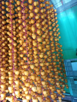 토마토6893님의 감 · 자유게시판 작성글 사진