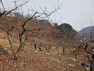 토종님의 자유주제 · 자유게시판 작성글 사진