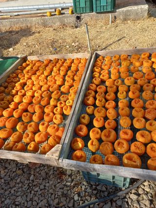 토마토6893님의 감 · 자유게시판 작성글 사진