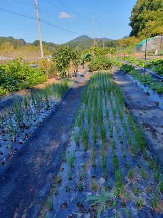 함영숙 님의 농지취득규제, 완화 찬성 vs 완화 반대 · 참여글 작성글 사진