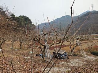 토종님의 자유주제 · 자유게시판 작성글 사진