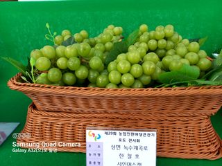한철호님의 포도 · 영농일지 작성글 사진