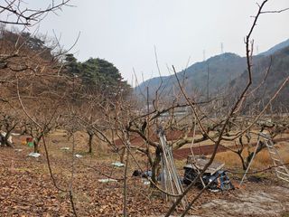 토종님의 자유주제 · 자유게시판 작성글 사진