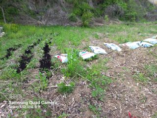 한철호님의 포도 · 영농일지 작성글 사진