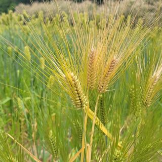 안길원님의 자유주제 · 자유게시판 작성글 사진