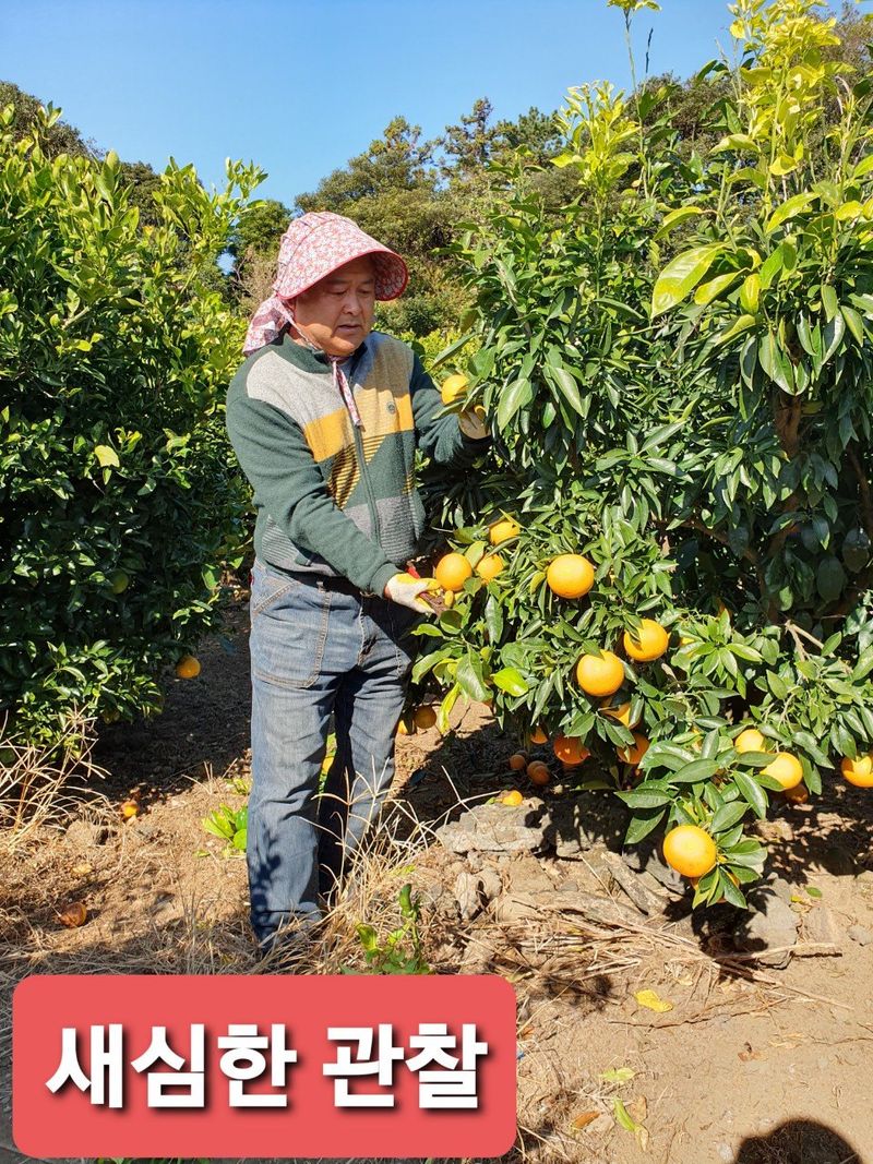 송응준님의 장터 판매 상품 [한라봉 ] 첨부 사진