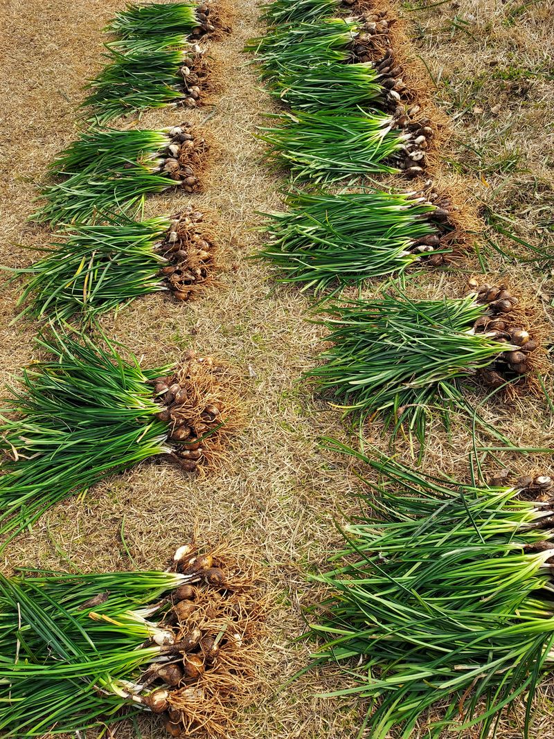 자두20651님의 장터 판매 상품 [꽃무룻] 첨부 사진