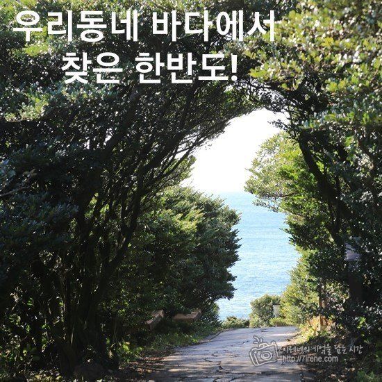 송응준님의 장터 판매 상품 [한라봉 ] 첨부 사진