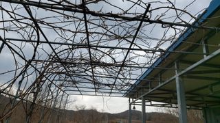 초보농부님의 토마토 · 영농일지 작성글 사진