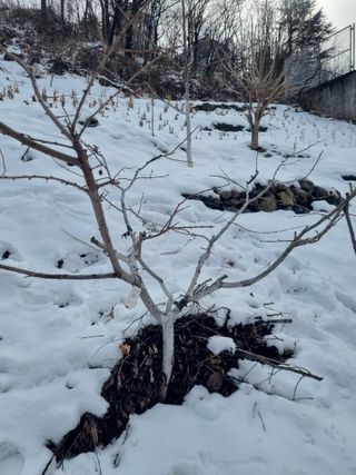 김용대님의 자유주제 · 자유게시판 작성글 사진