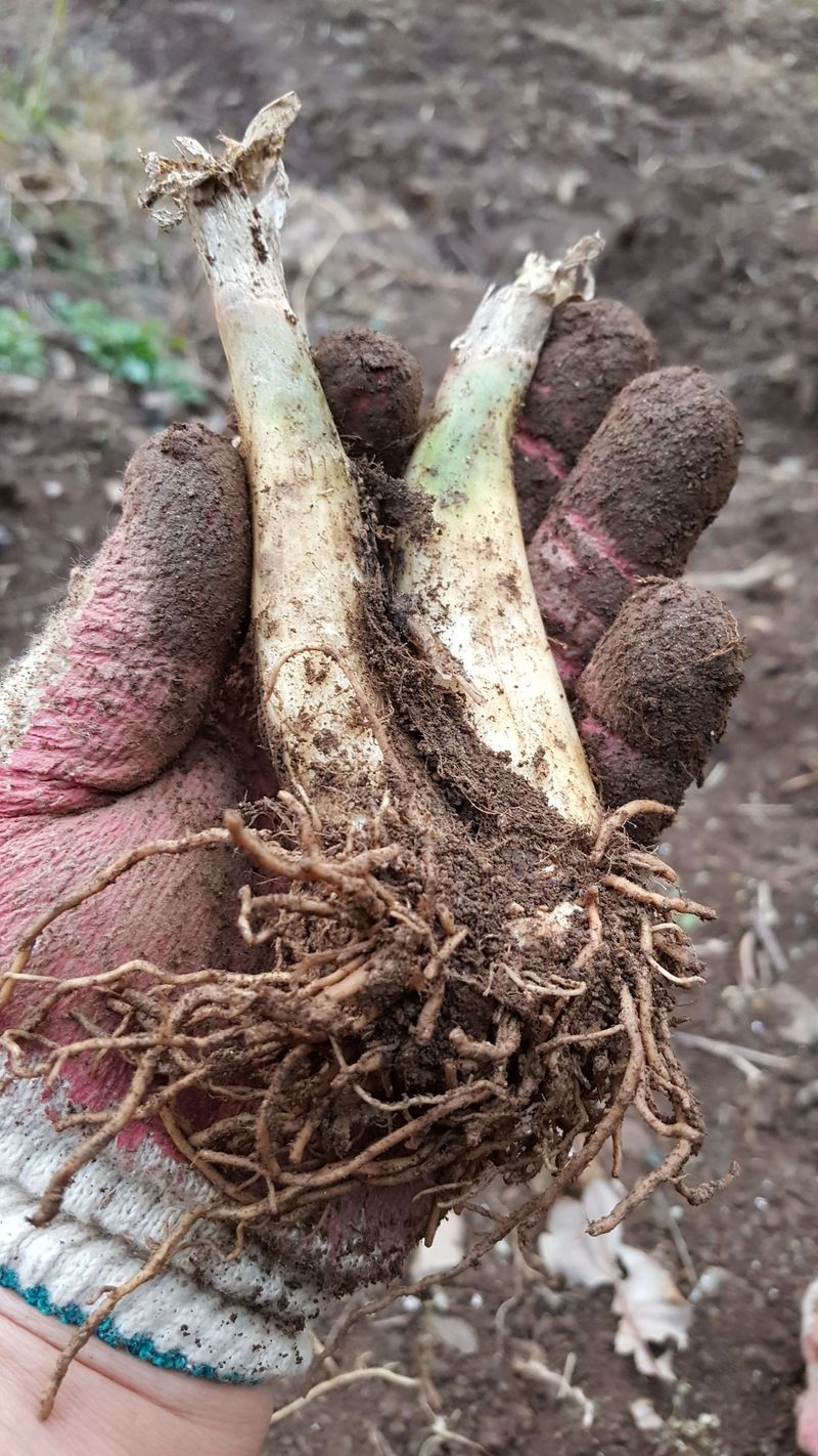 운봉골농원(배강조)님의 장터 판매 상품 [5년근 산마늘(명이나물)] 첨부 사진