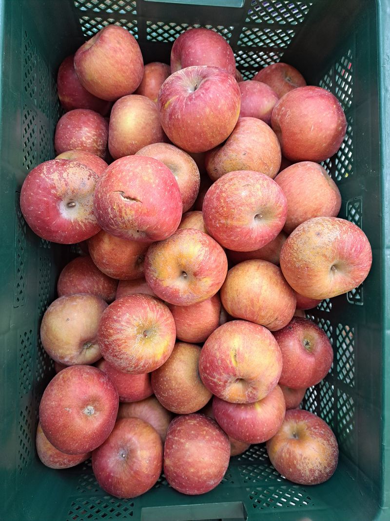 장터 상품 [청송못난이사과 4.5키로] 썸네일