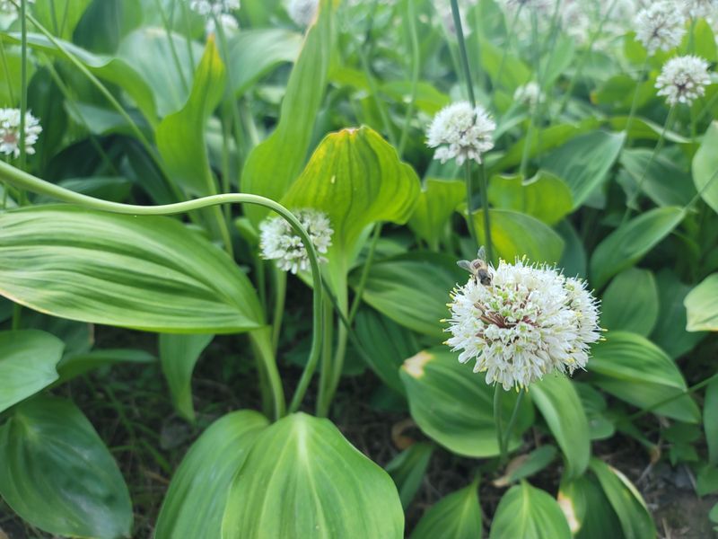 운봉골농원(배강조)님의 장터 판매 상품 [산마늘(명이나물)5년근] 첨부 사진