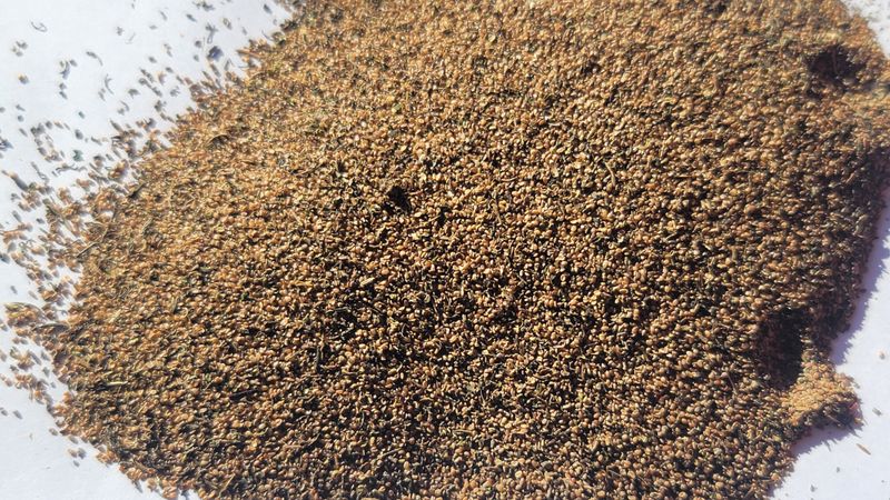 장터 상품 [영아자 종자, 2년생 종근] 썸네일