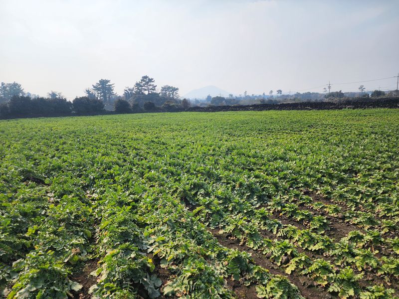돌하루방농원(이미정님의 장터 판매 상품 [제주 무청시래기(데친/삶은) ] 첨부 사진