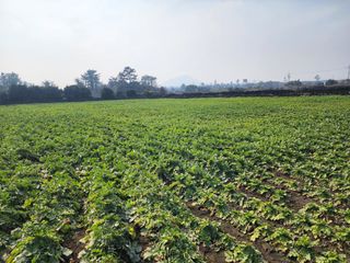 돌하루방농원(이미정님의 작성글 사진