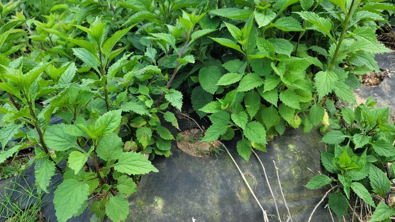 운봉골농원(배강조)님의 장터 판매 상품 [영아자 종자, 2년생 종근] 첨부 사진