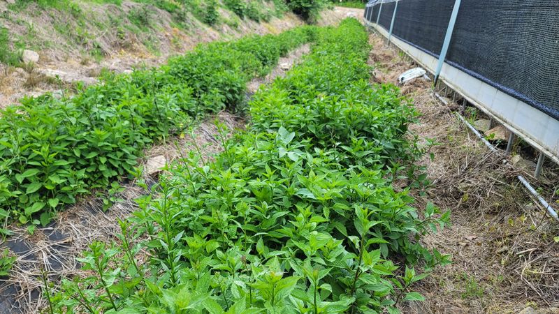 운봉골농원(배강조)님의 장터 판매 상품 [영아자 종자, 2년생 종근] 첨부 사진