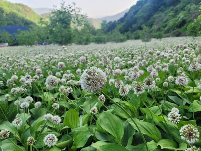 운봉골농원(배강조)님의 장터 판매 상품 [5년근 산마늘(명이나물)] 첨부 사진