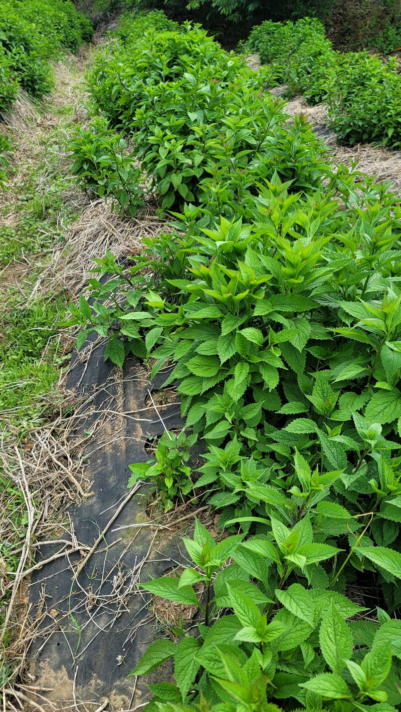 운봉골농원(배강조)님의 장터 판매 상품 [영아자 종자, 2년생 종근] 첨부 사진