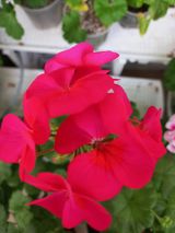 팜모닝 자유주제·자유게시판 게시글 이미지