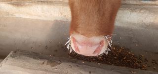 금원산농장님의 설날 계획 공유해요 · 참여글 작성글 사진