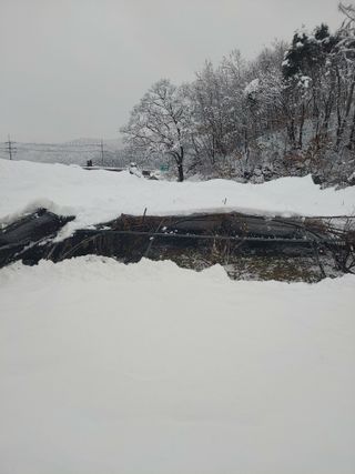 유기농 블루베리 농님의 자유주제 · 사진전 작성글 사진