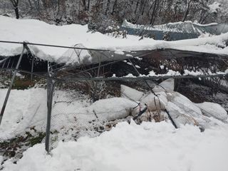 유기농 블루베리 농님의 자유주제 · 사진전 작성글 사진