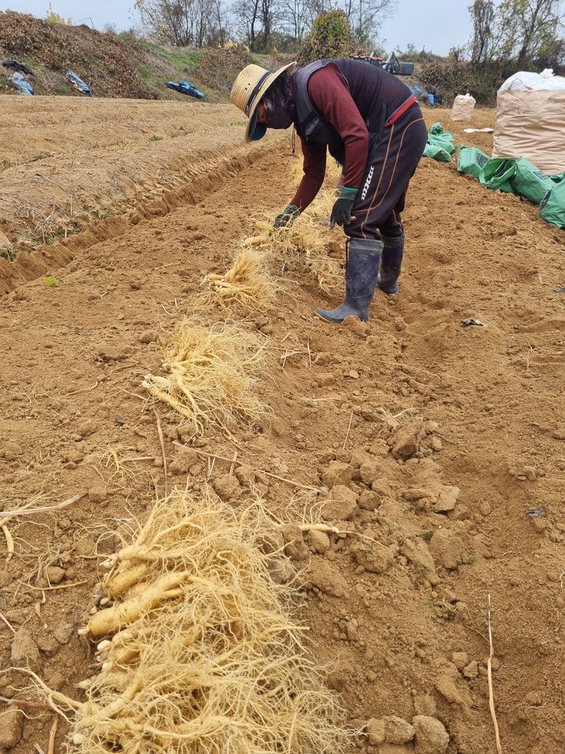모두팜님의 장터 판매 상품 [25년 햇인삼 2k] 첨부 사진