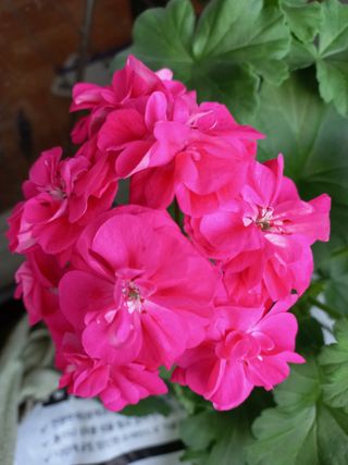 상추31327님의 자유주제 · 자유게시판 작성글 사진