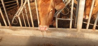 금원산농장님의 설날 계획 공유해요 · 참여글 작성글 사진