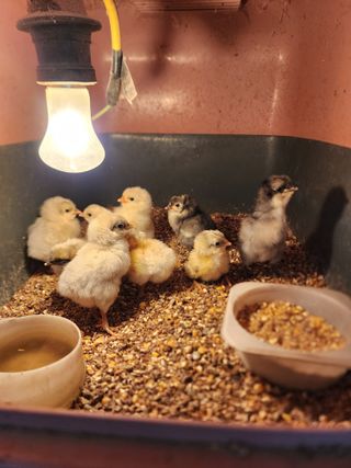  청계유정란 박진균님의 자유주제 · 자유게시판 작성글 사진