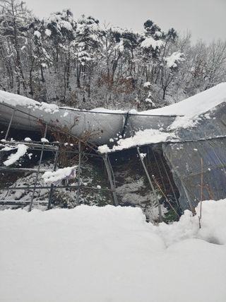 유기농 블루베리 농님의 자유주제 · 자유게시판 작성글 사진