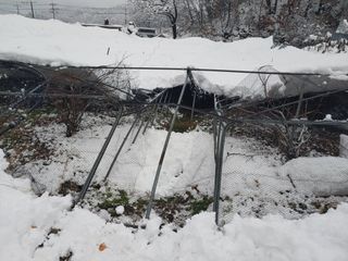 유기농 블루베리 농님의 자유주제 · 자유게시판 작성글 사진