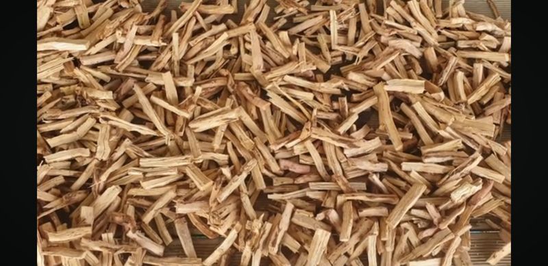 장터 상품 [소나무담쟁이덩굴] 썸네일