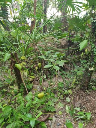 뿌리묘목농원님의 자유주제 · 자유게시판 작성글 사진