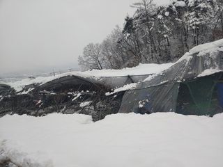 유기농 블루베리 농님의 자유주제 · 자유게시판 작성글 사진