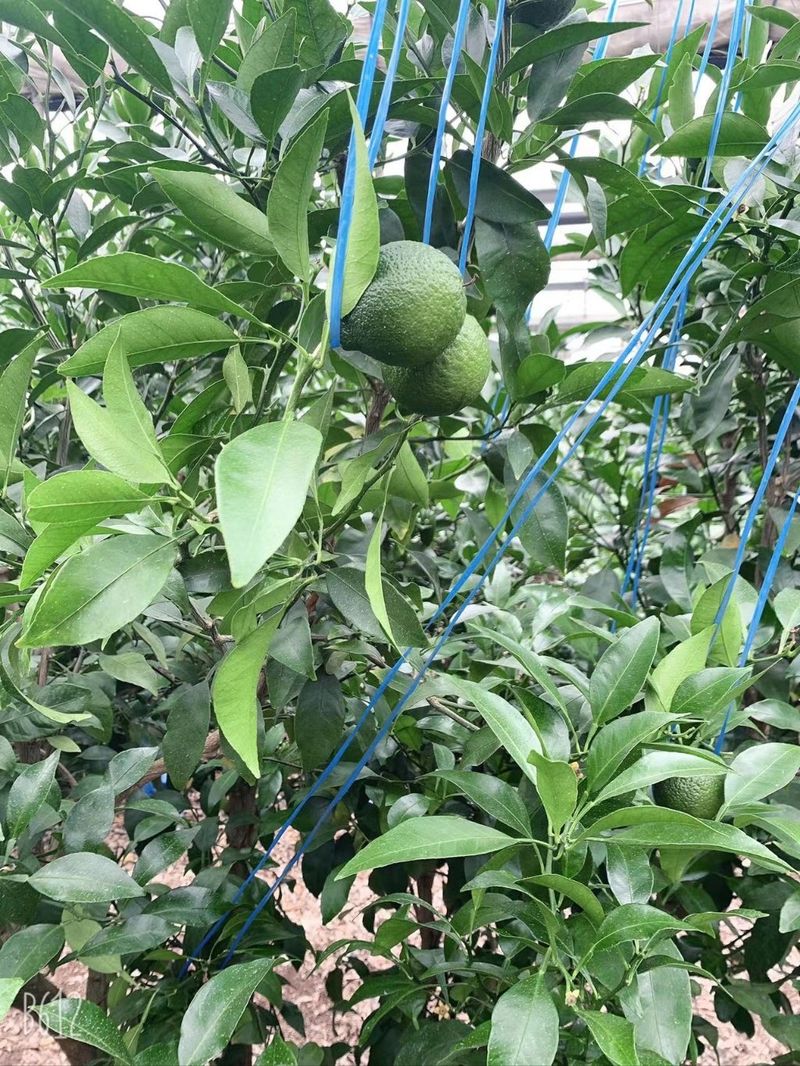 송응준님의 장터 판매 상품 [레드향묘목 4년생 ] 첨부 사진