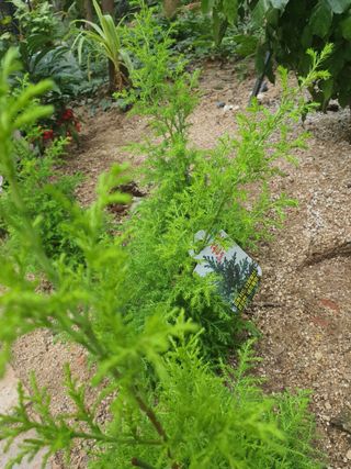 뿌리묘목농원님의 자유주제 · 자유게시판 작성글 사진