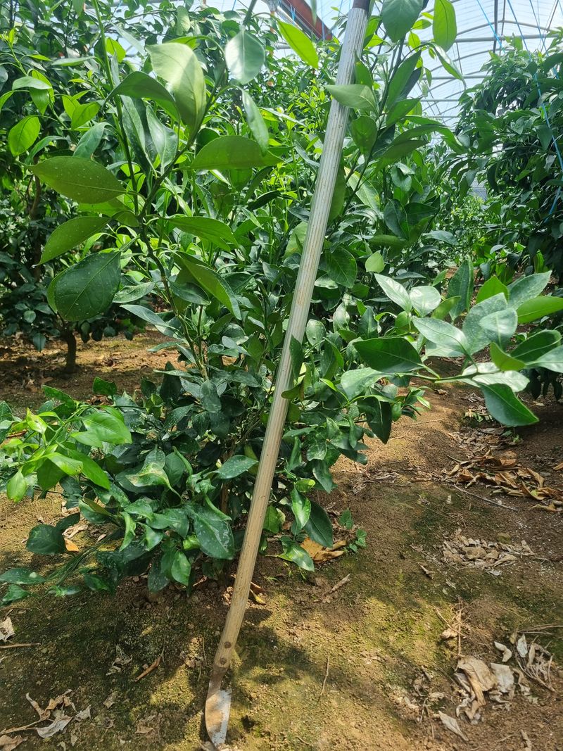 송응준님의 장터 판매 상품 [레드향묘목 4년생 ] 첨부 사진