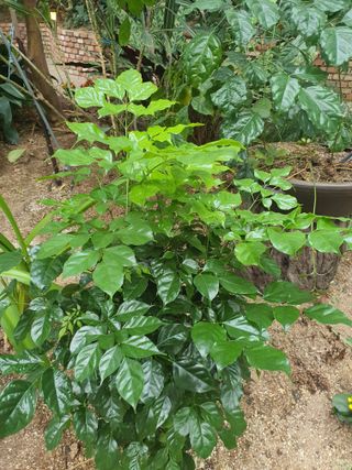 뿌리묘목농원님의 자유주제 · 자유게시판 작성글 사진